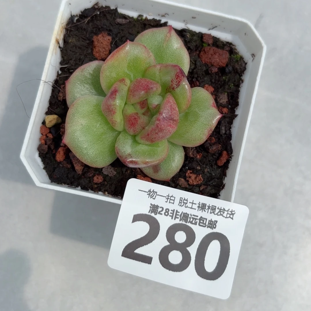 石化黑松露无盆土发货