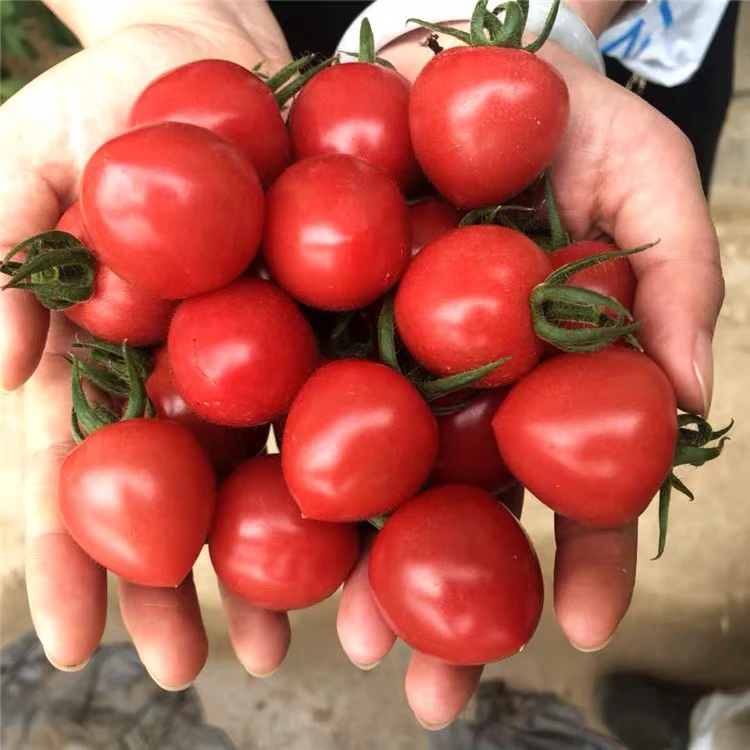 【天泽甄选】贝贝小番茄红圣女果3斤±2两新鲜番茄同城配辽宁省