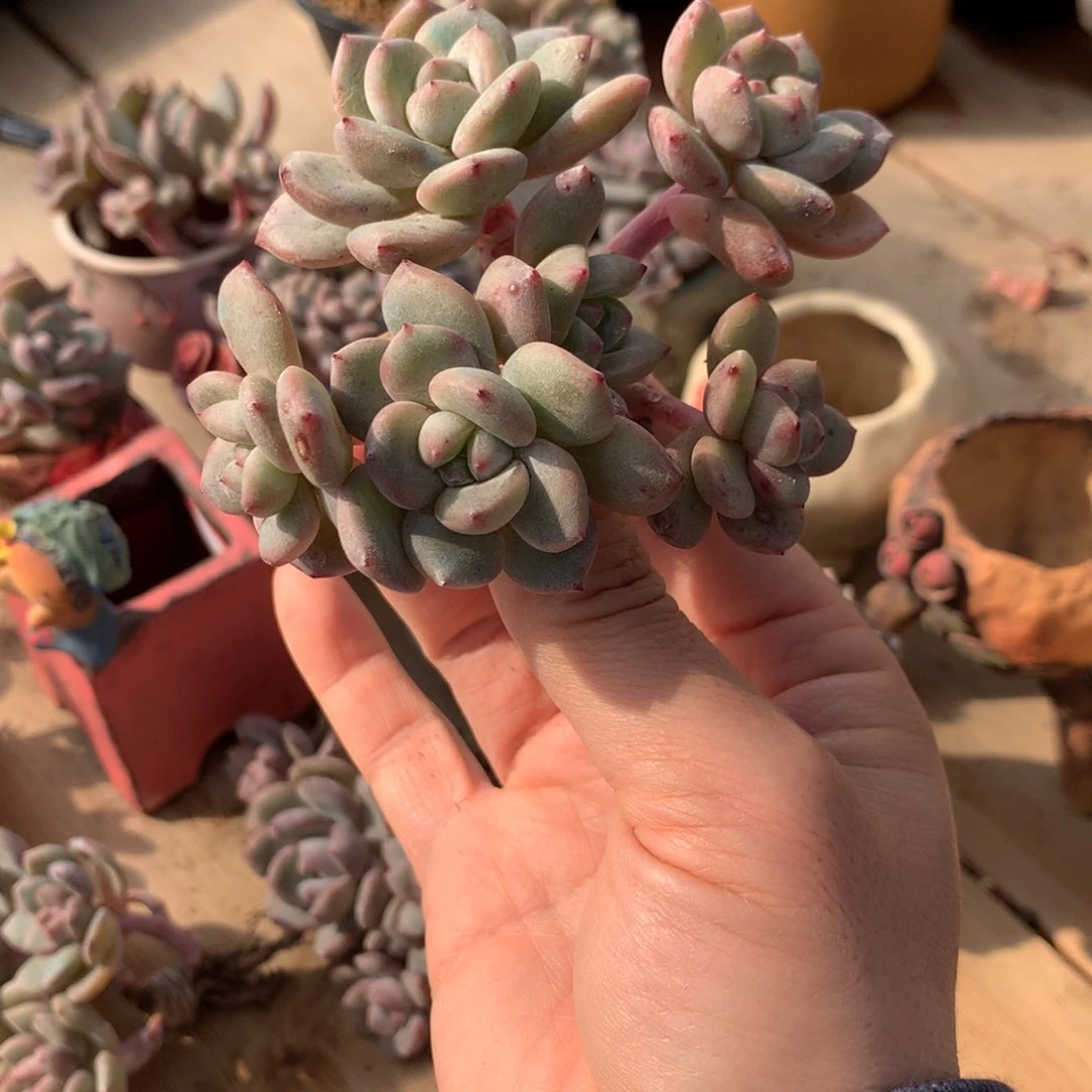 欣****家欣欣防水突尼斯发货多肉