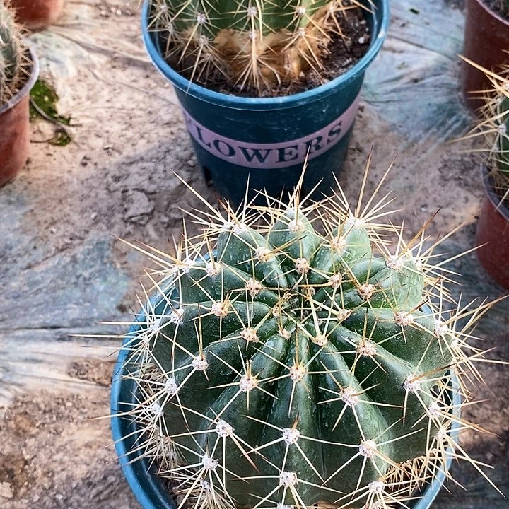 陆*荣耀/脱土脱盆20包邮/2颗