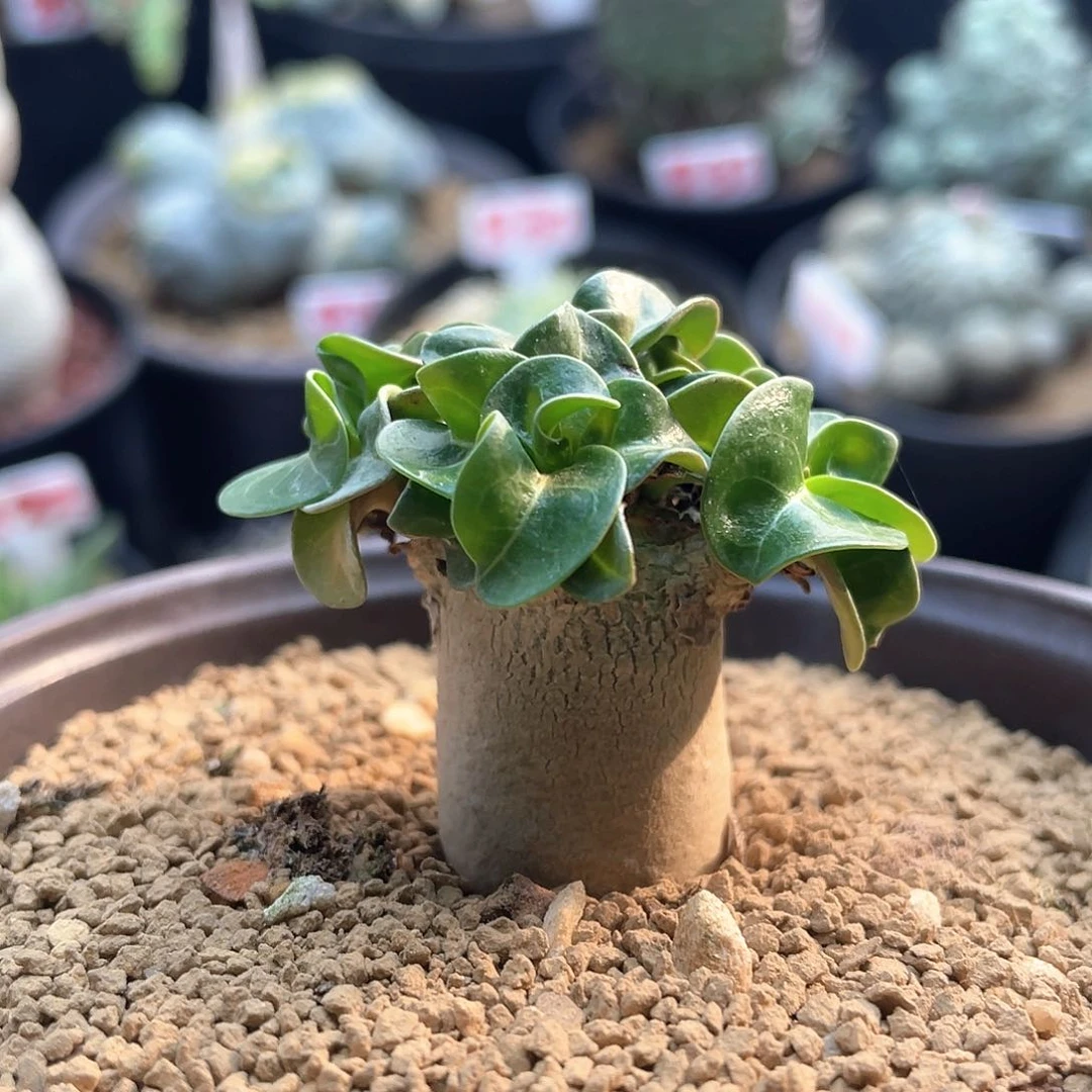 实生多枝卡汉羊角沙漠玫瑰