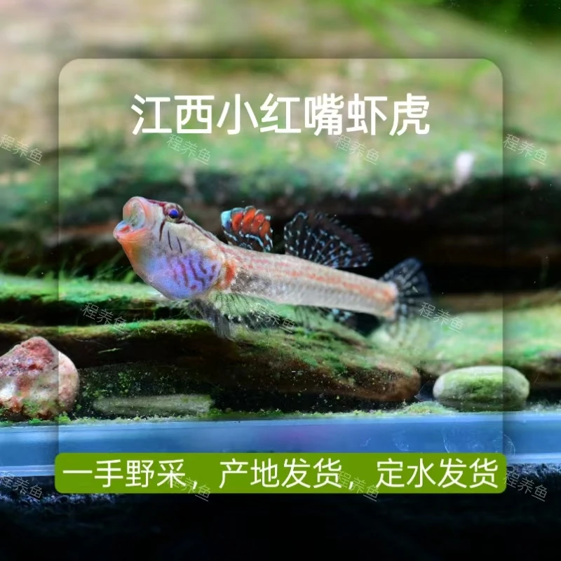 江西蓝喉小红嘴虾虎鱼底栖鱼非黄唇虾虎神农虾虎星条鳍虾虎溪流缸