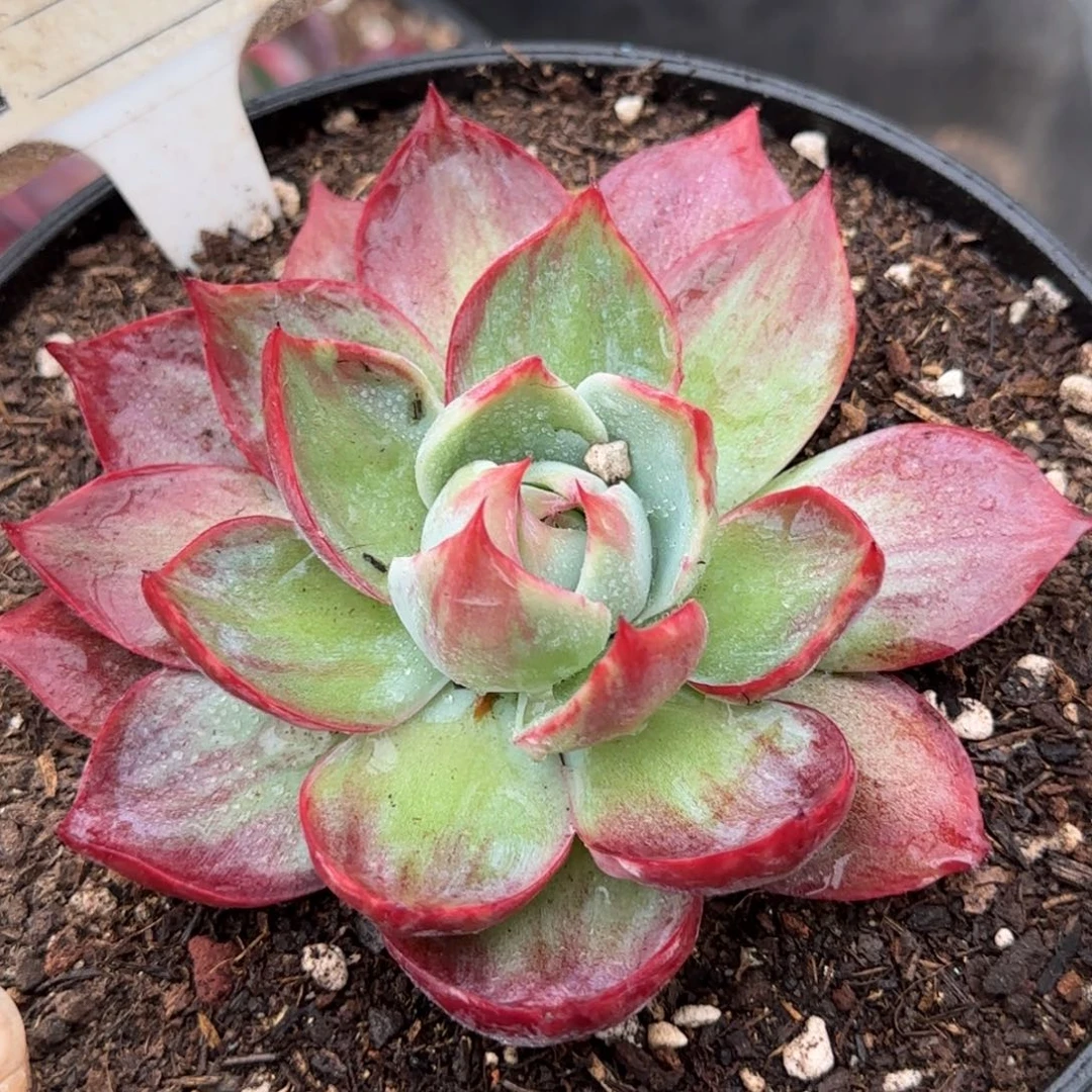 惊鸿一物一拍包装收缩花旱797