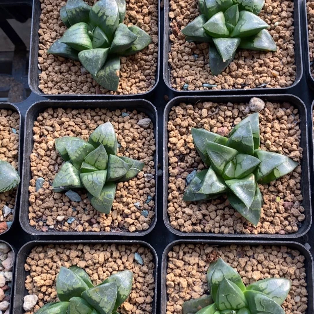 十二卷一颗假面实生 高货 元旦福利