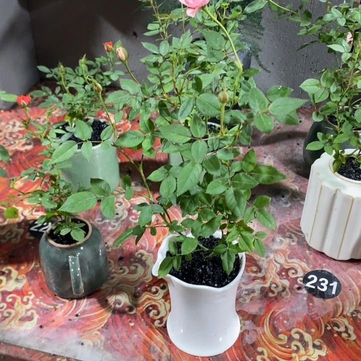 梦***分无花朵退款拉黑拉黑168