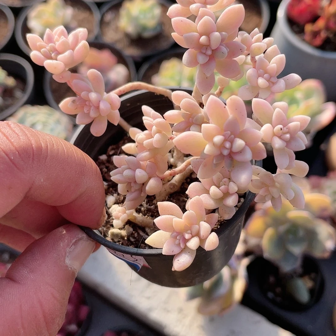 1707  秋丽锦 六月六