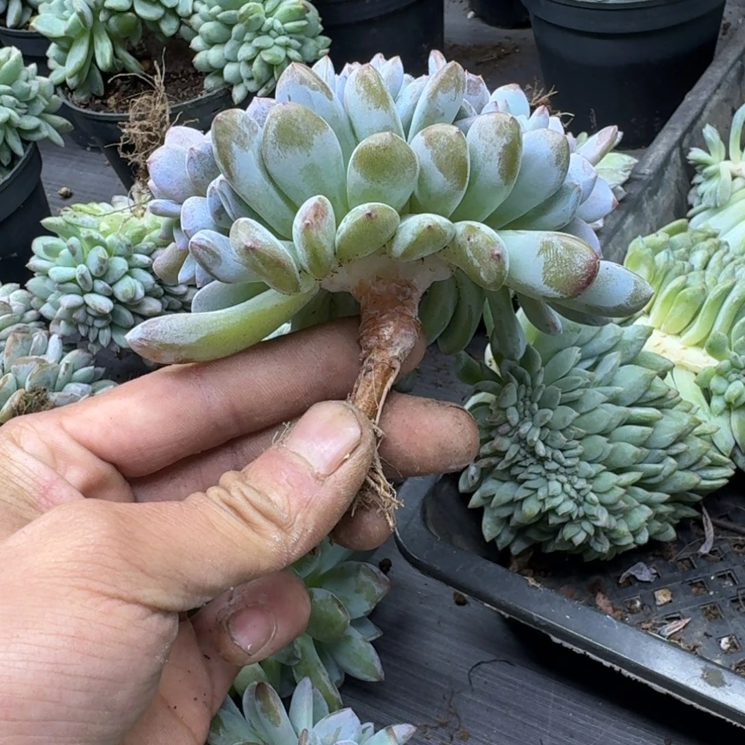 星影树缀V12头朵朵