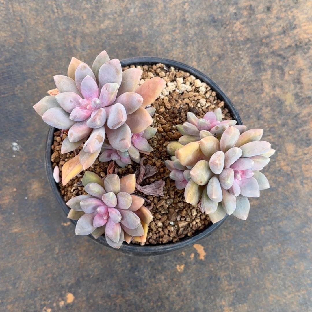 多肉植物丽萨花园