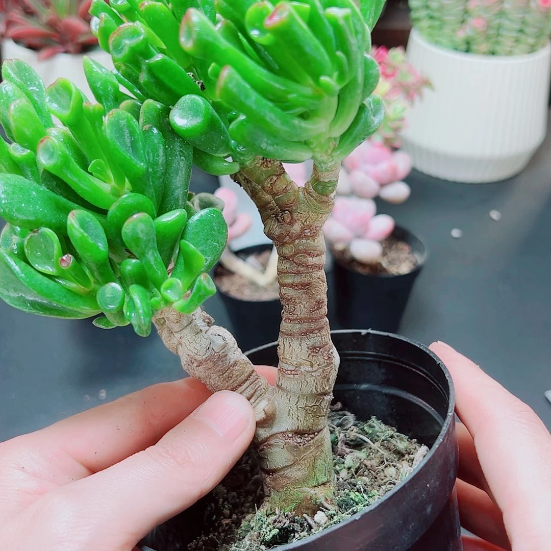 吸财树11111111111