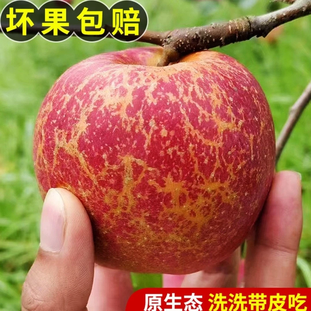 正宗云南昭通丑苹果汁多甜蜜原产地直发新鲜坏果包赔