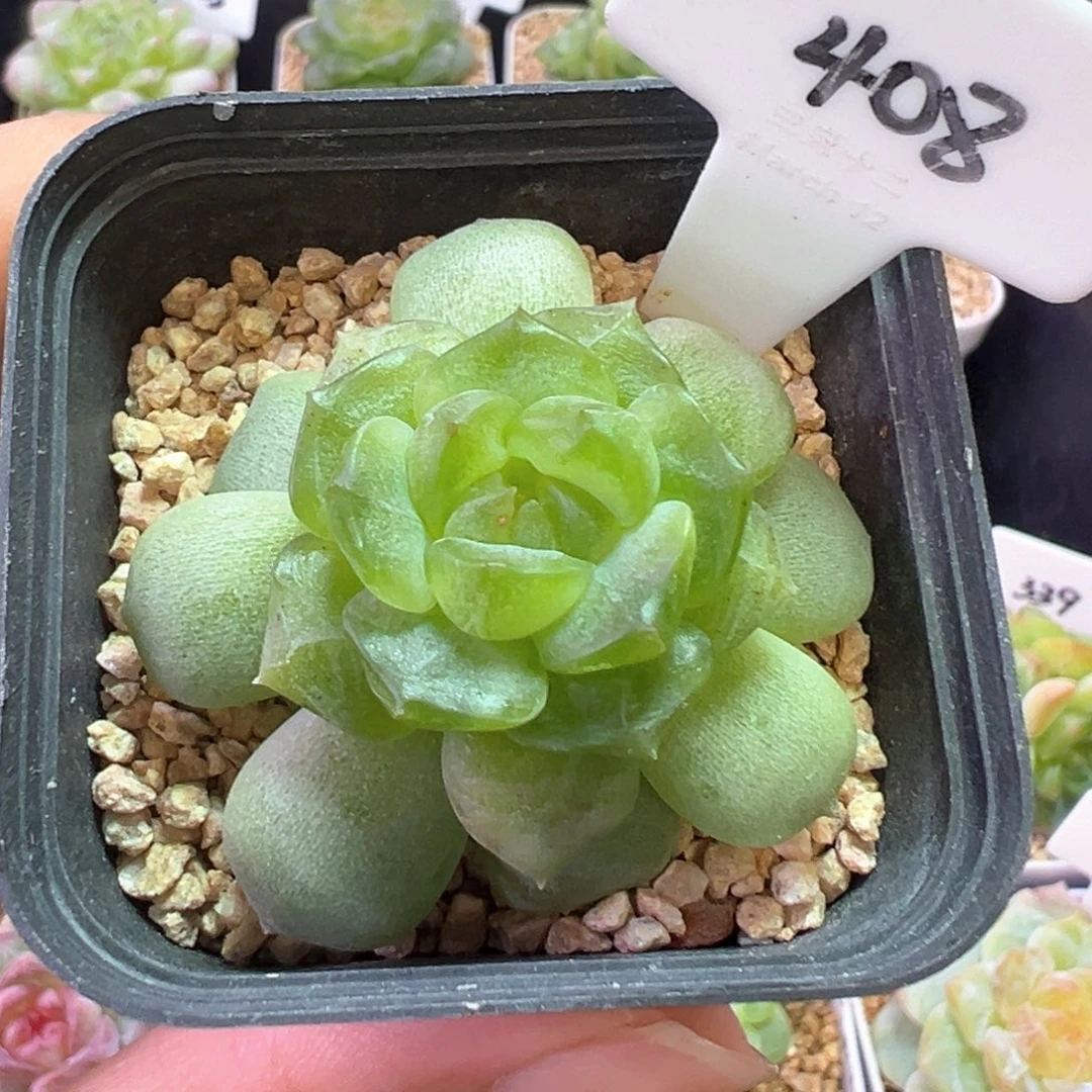 408号宫花系列冷弦