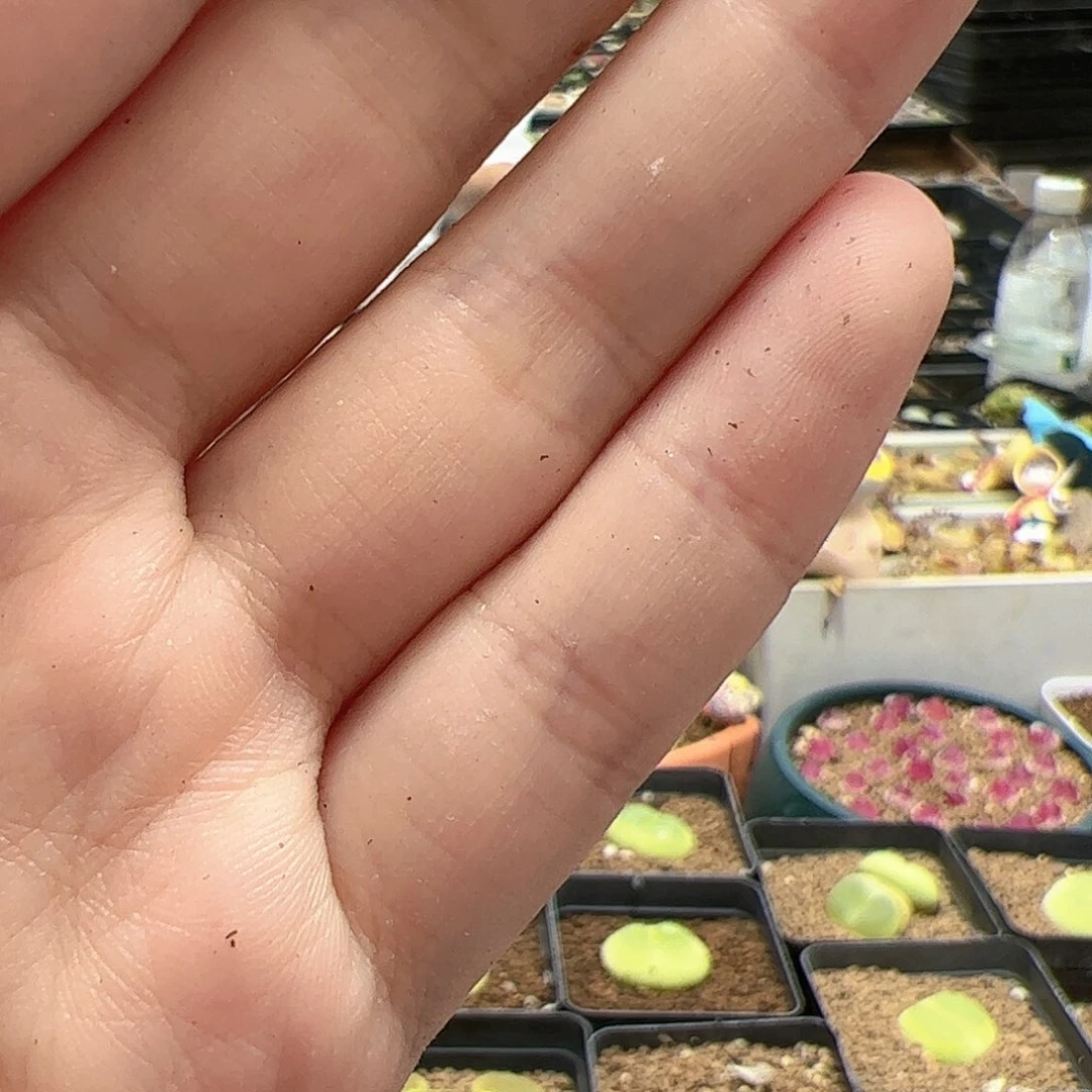 【闪购商品】?**醒1+2 一起