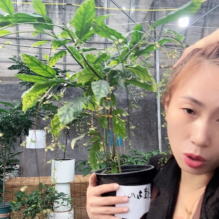 少量花朵（建议范围：2朵-5朵 或40%以下）