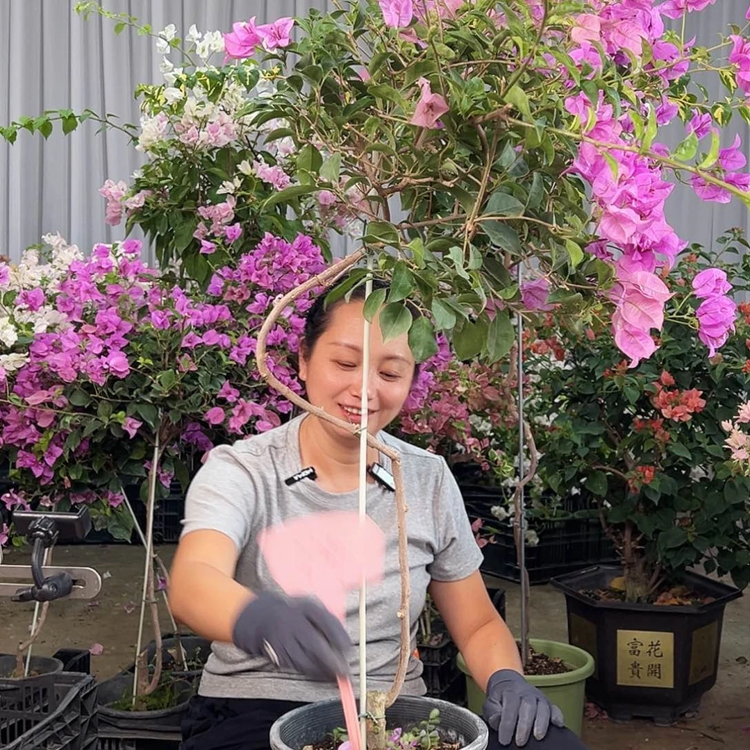 小***宙大部分花苞少量开放L14雪紫