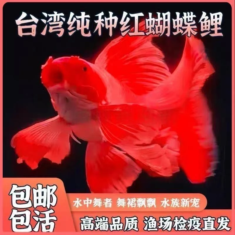 纯种蝴蝶鲤红色黑色风水鱼观赏鱼养鱼饲养活体发货养殖耐活