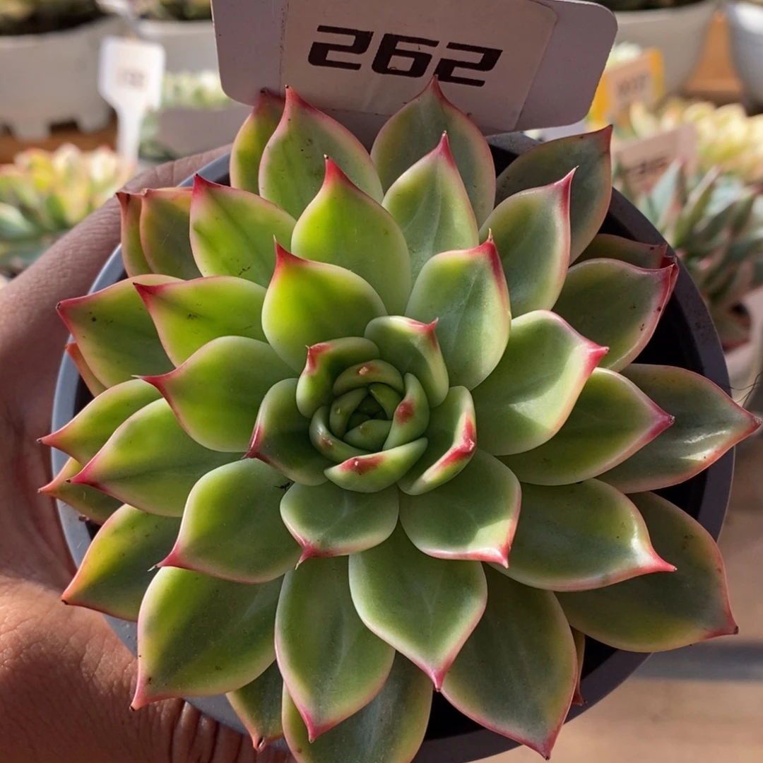 262桃花哈哈哈哈哈