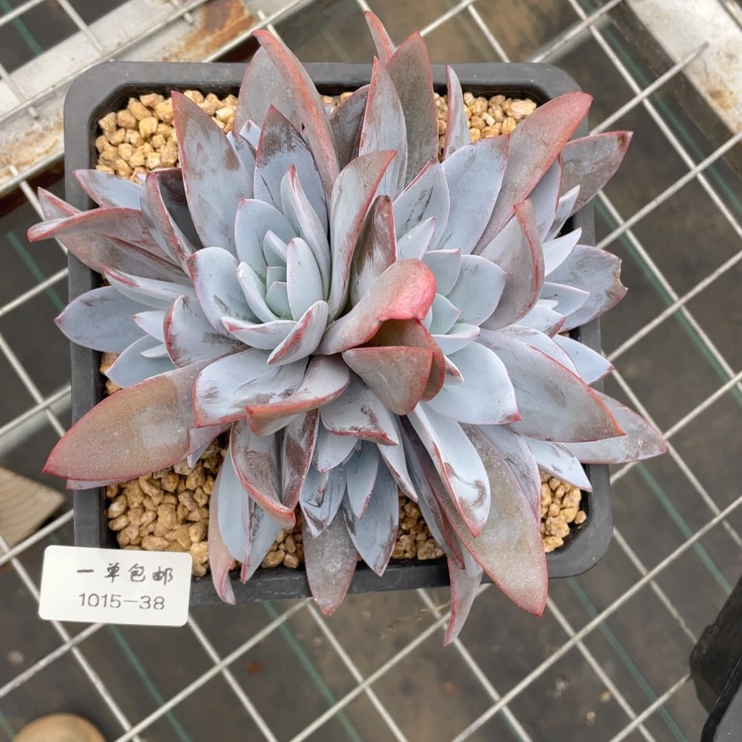 1015-38-白莲，。，，，