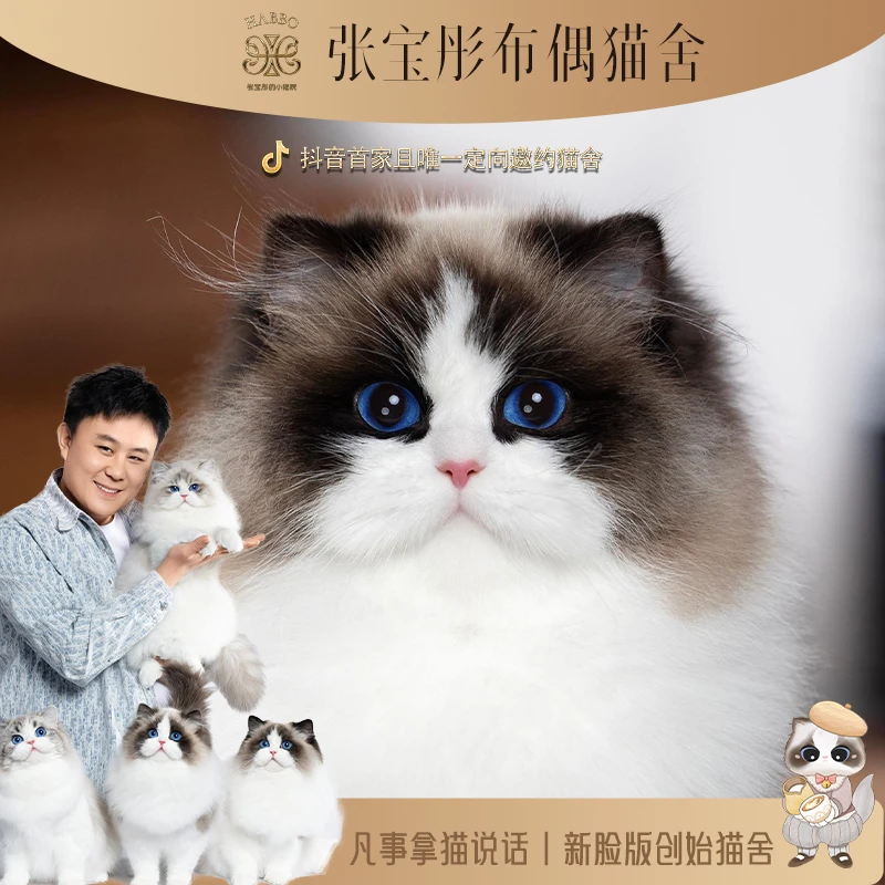 张宝彤布偶猫舍-呆宝妹妹 | 新脸版创始猫舍