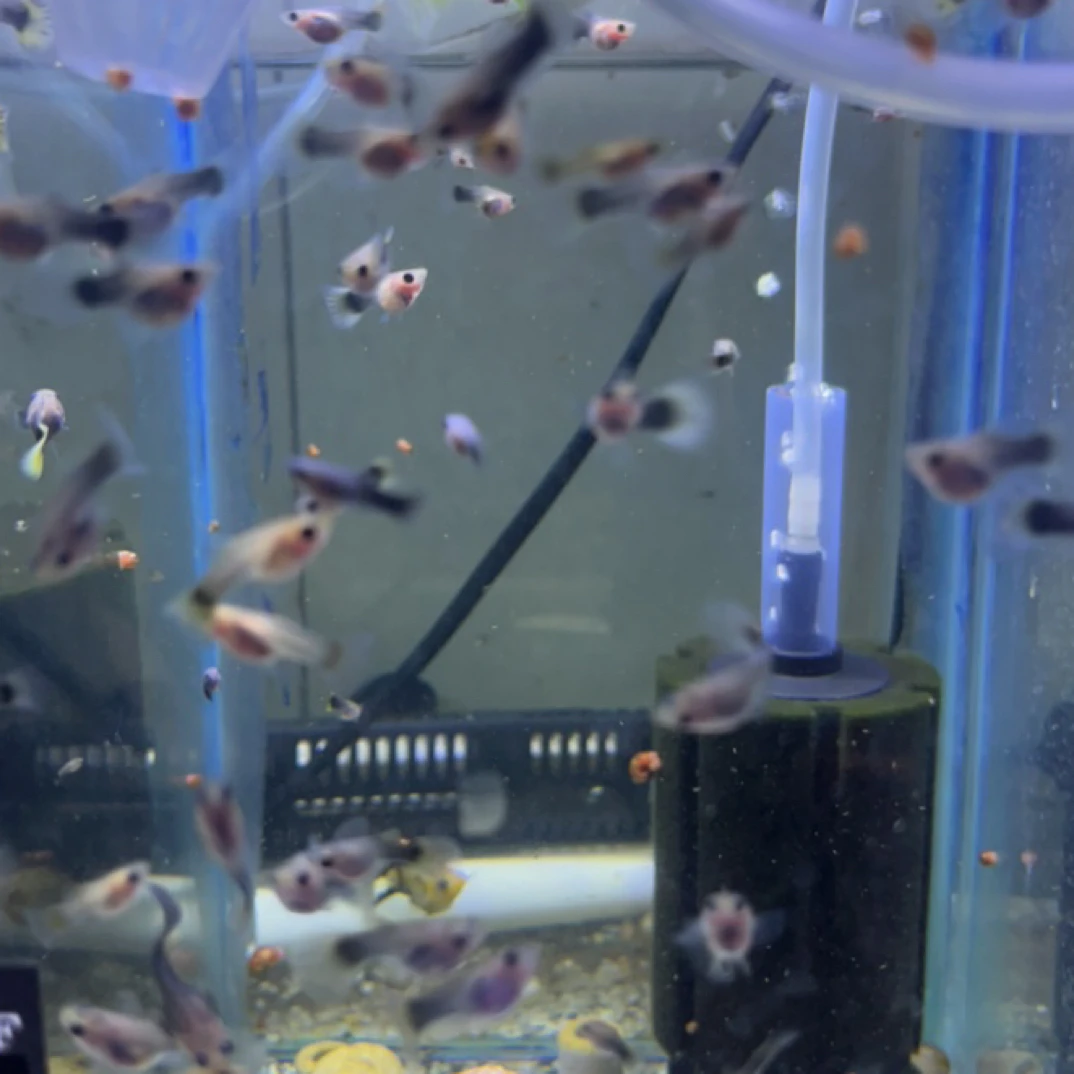 小蜜蜂玻璃猫随机捞10条