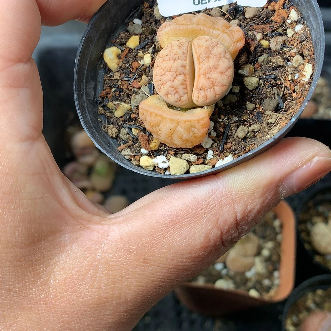 X569多肉植物保护研究所