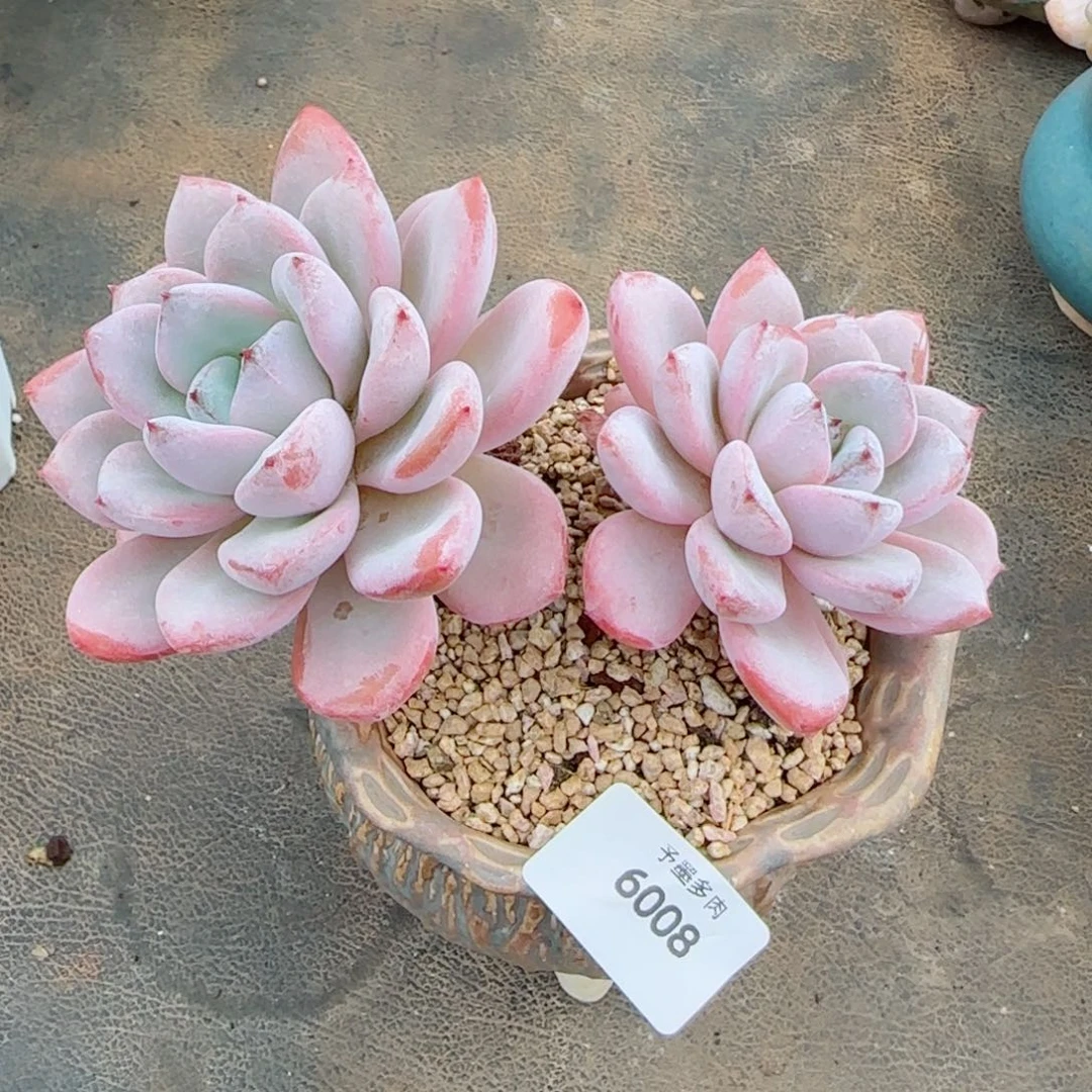 长杆星星雪，6008多肉植物