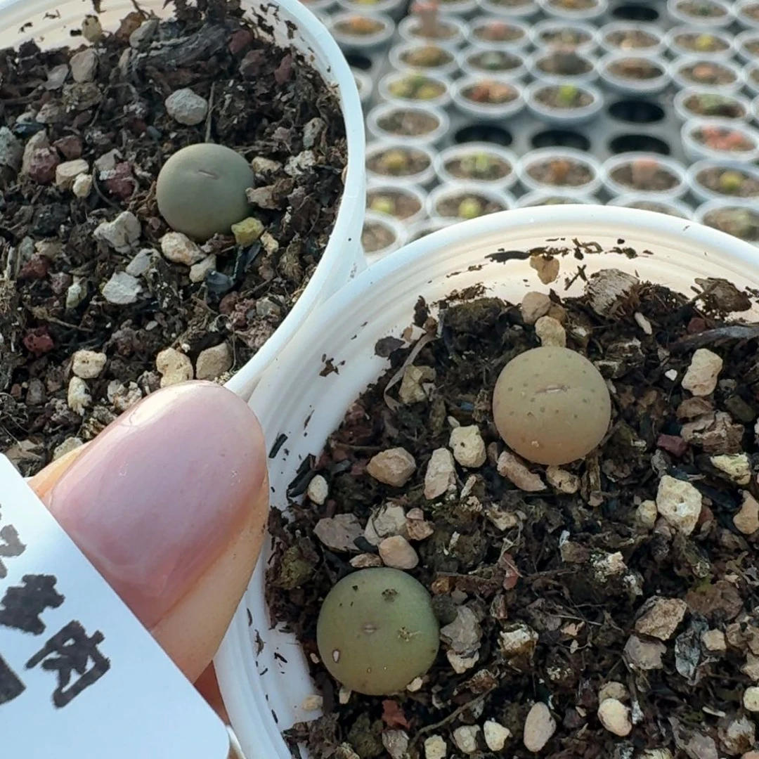 547三颗带盆土发货