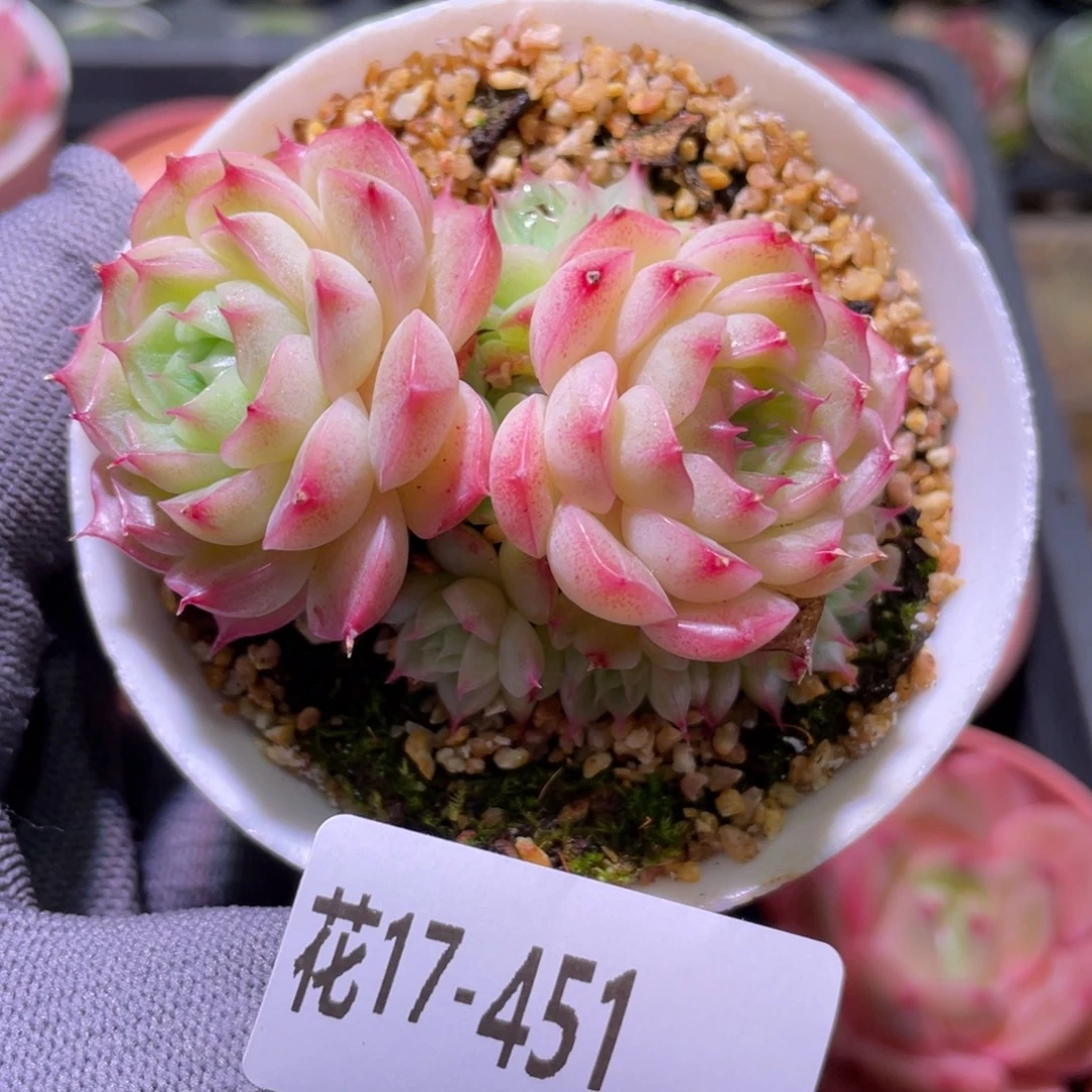 花利美17-451麦秆