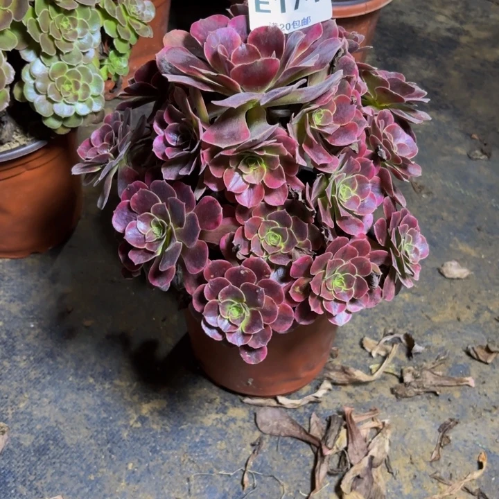 瑞妈多肉园艺174凤冠