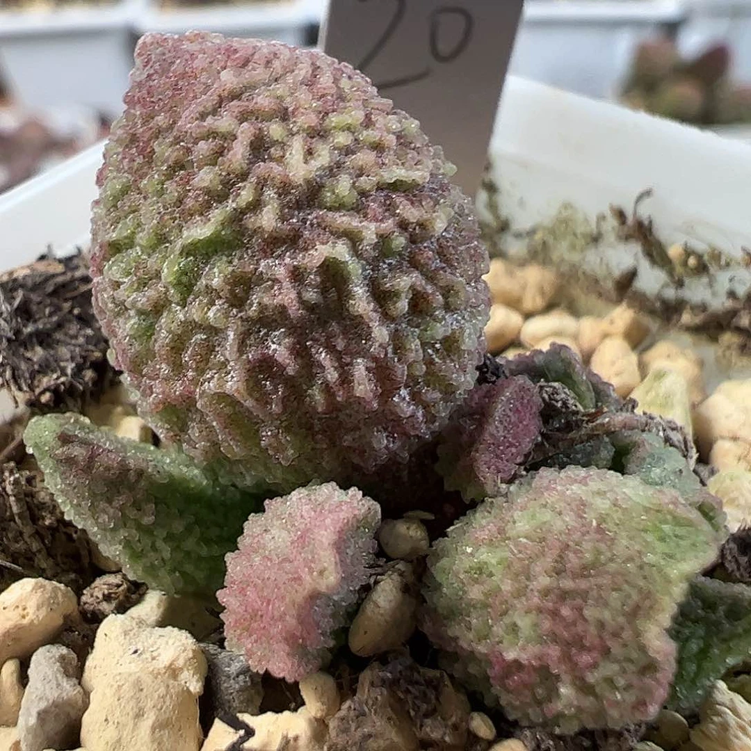 绿粉相间实生新品颗粒