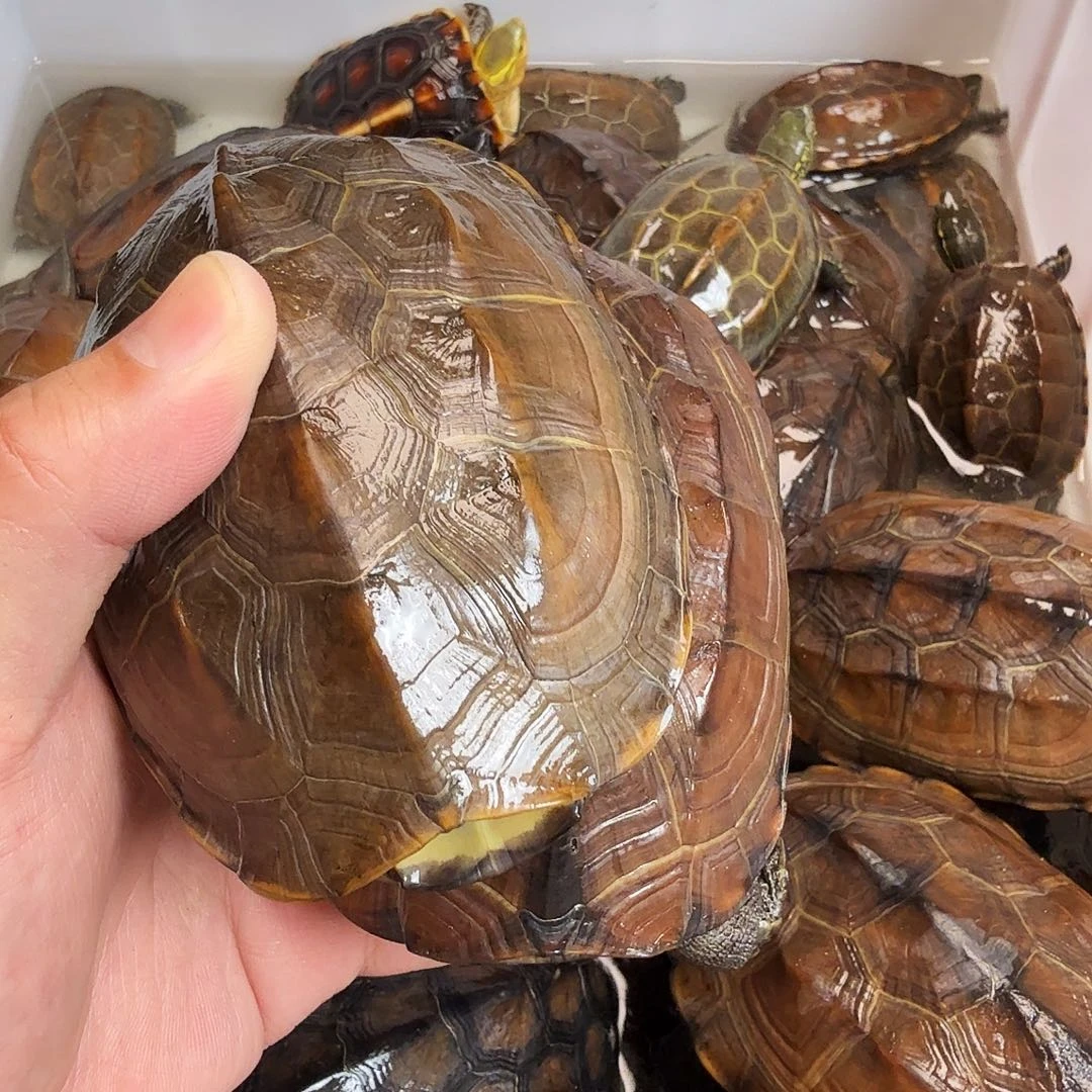 设***博绿毛龟母66666666666