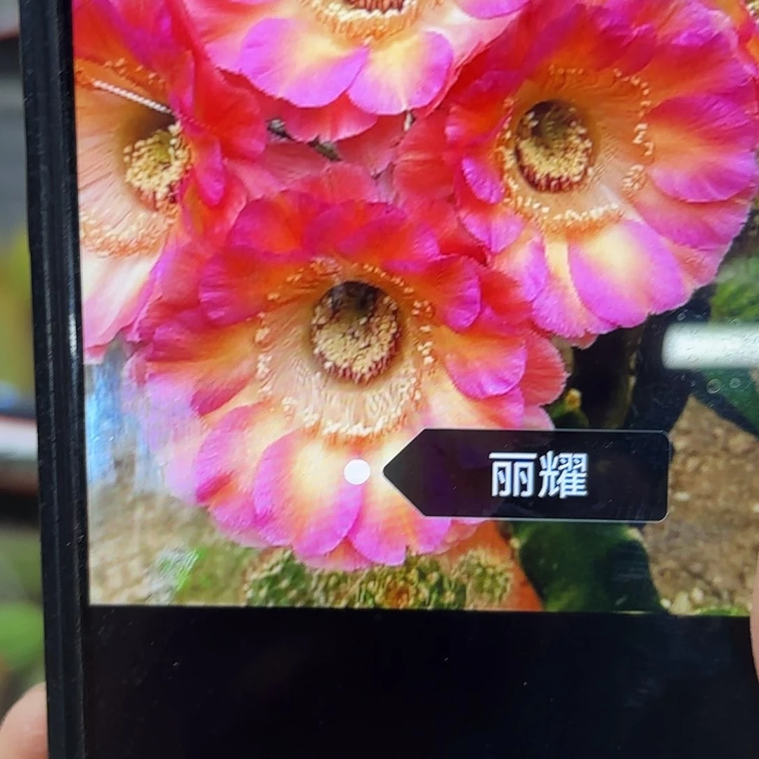 丽耀彩侧牙20包邮仙人球43