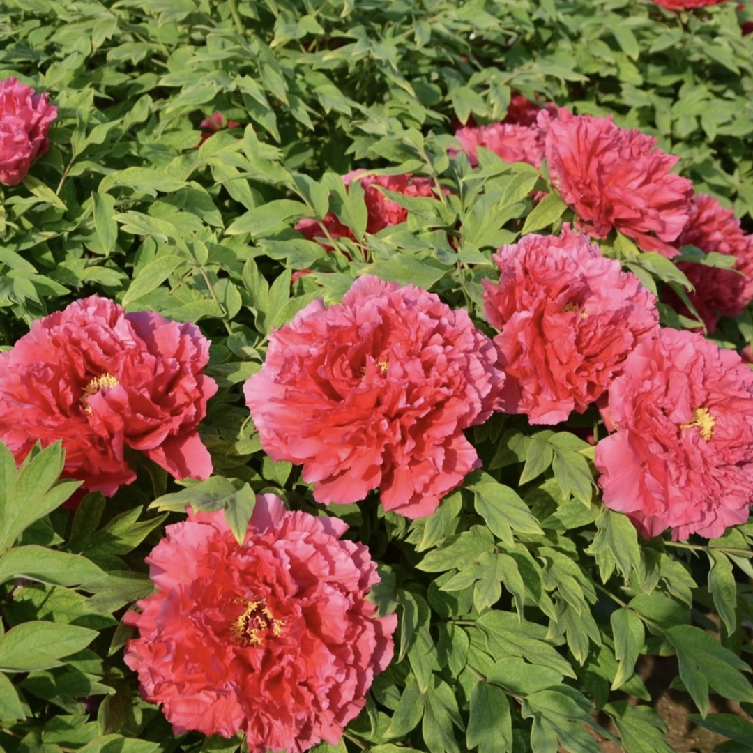 牡丹【中国红】大红色系牡丹苗