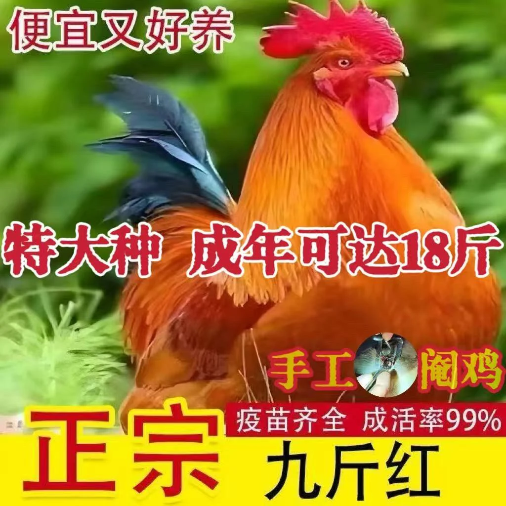 【大种九斤红】包邮到家买5送1（一斤左右发货)(包活5只)