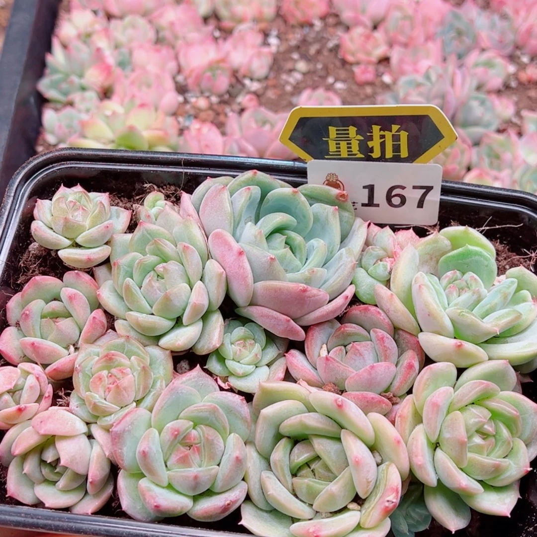 多肉植物多肉植物