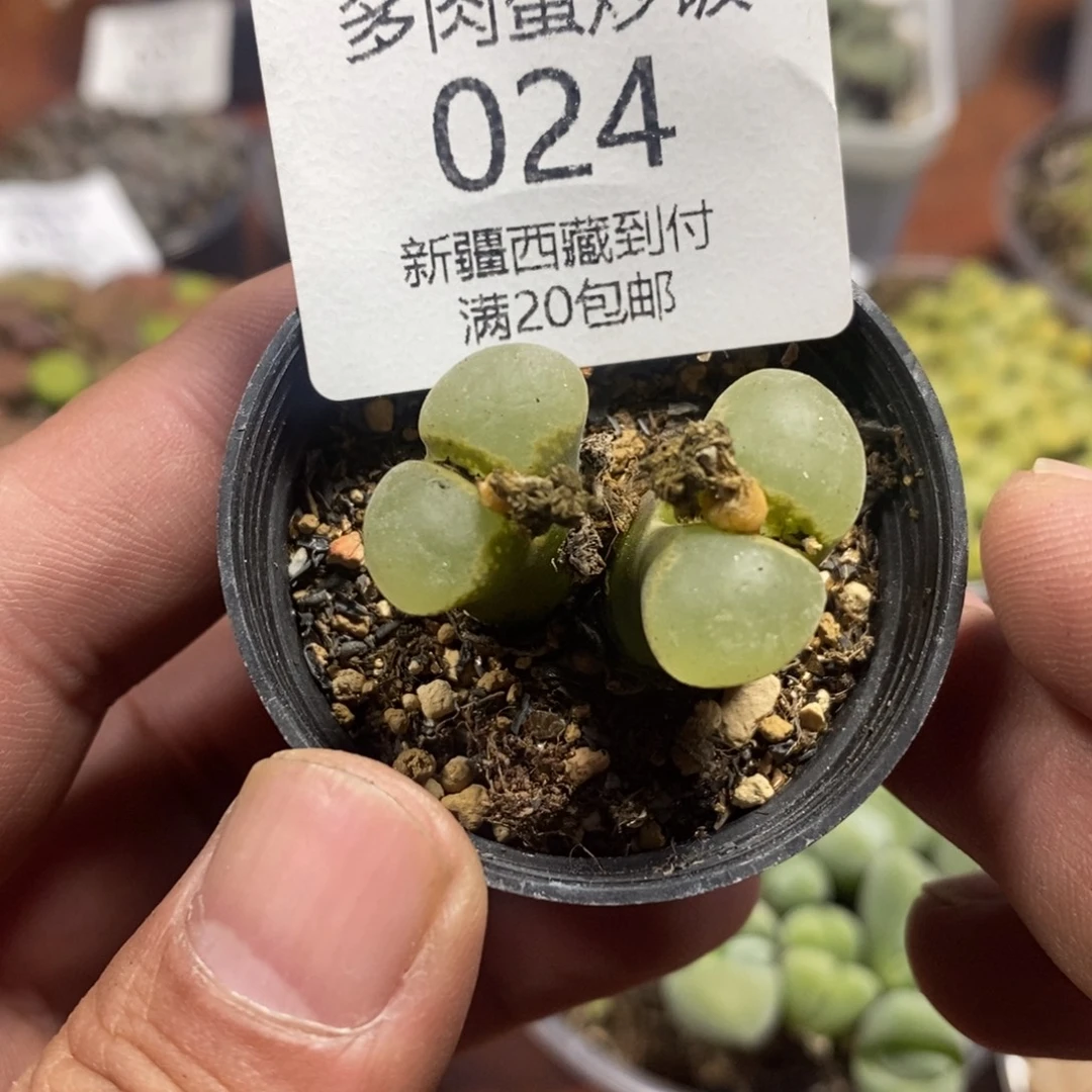 多肉蛋炒饭感谢您相伴024