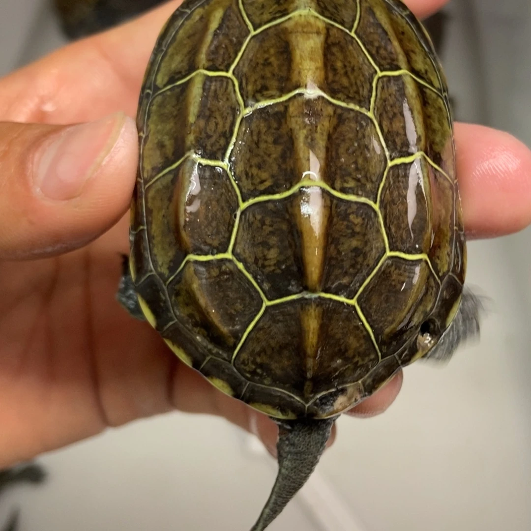 中华草龟不分公母