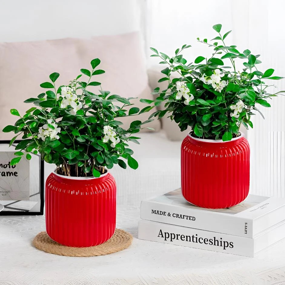 【拍一发二】九里香盆栽客厅室内绿植花卉净化空气桌面绿植好养