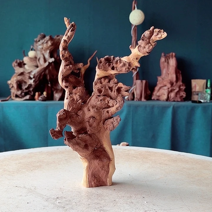 黑果木宾*哥634金丝红木羊蹄甲