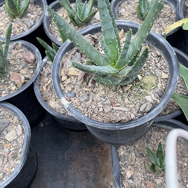 无****无花朵龙舌兰绿色植物
