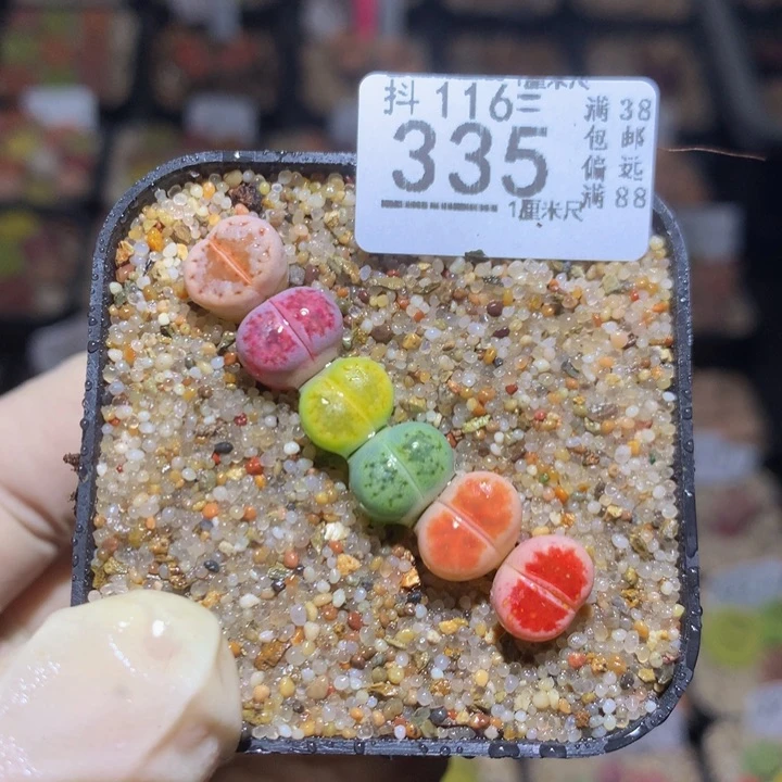 精品生石花116.335