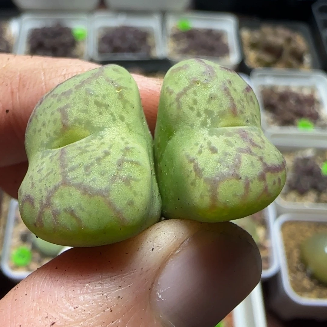 杂交漂亮多肉植物325