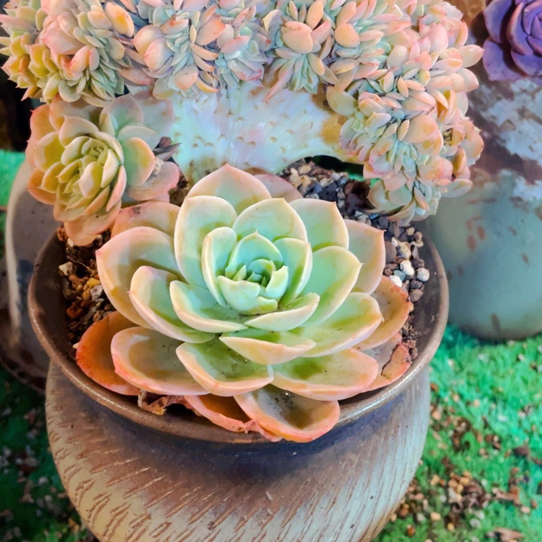 旻***子丝绸面纱造型板子快递包邮