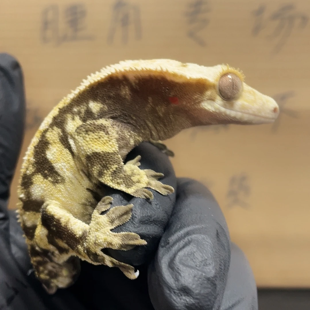 睫角守宫2025122（23）蛤蟆睫角