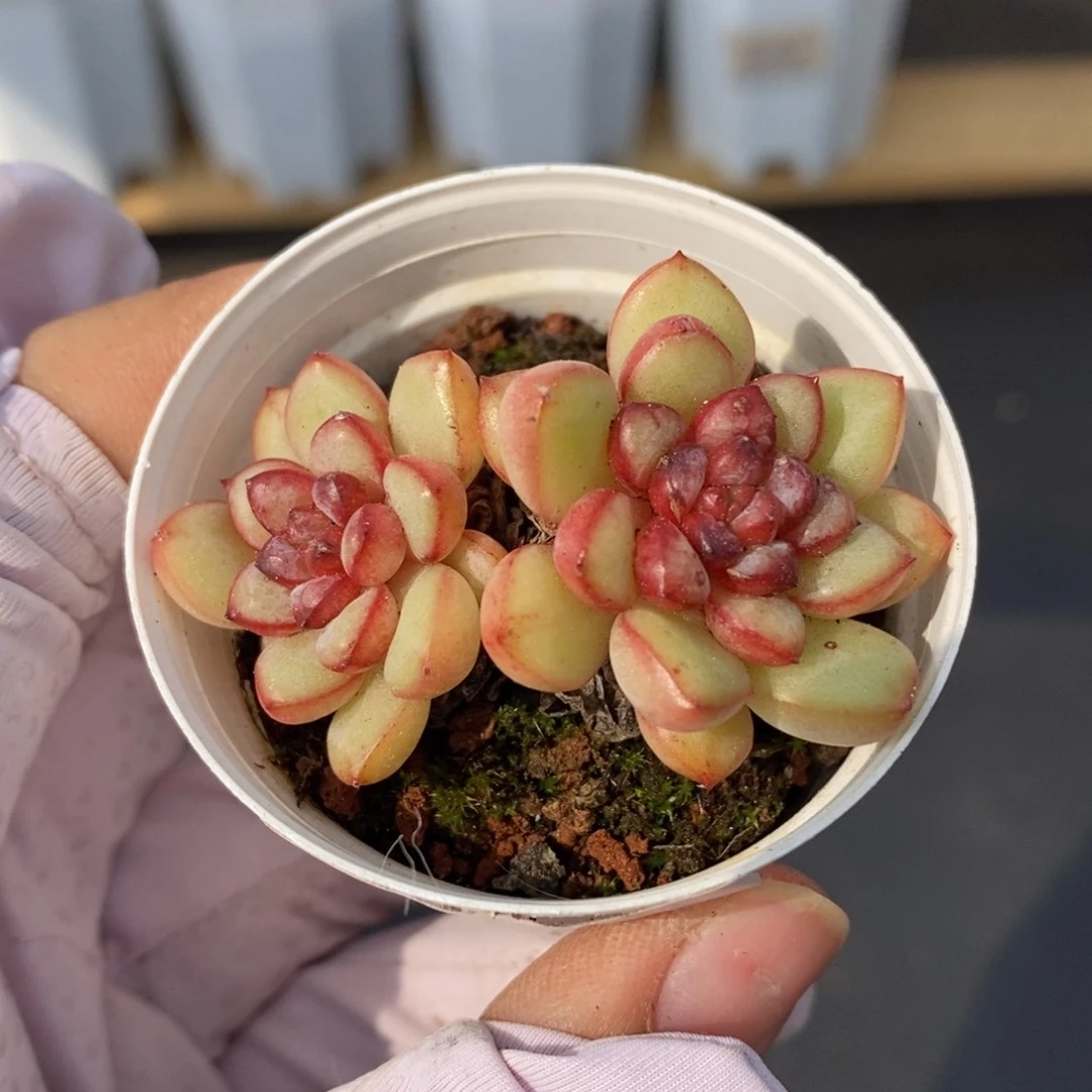 春泥家多肉9.9包邮C45亚当