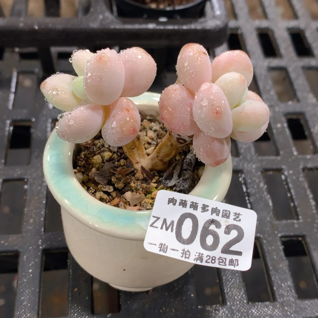 肉萌萌拇指盆精控多肉ZM062