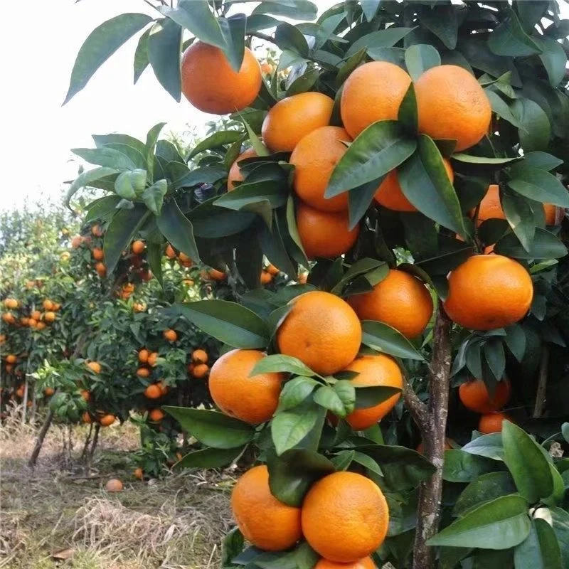 沃柑树苗正品嫁接新品种无核沃柑抗寒耐热南北方阳台庭院盆栽地栽