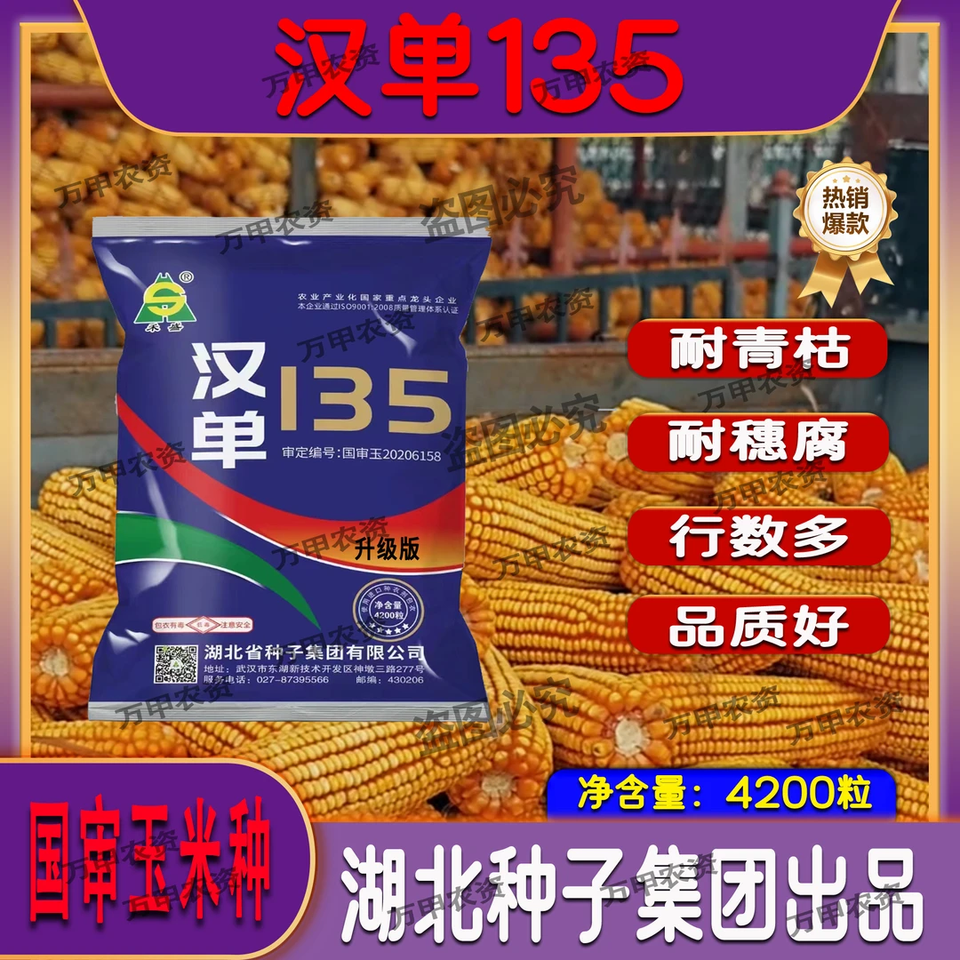 红轴大棒（国审汉单135）株高矮棒位低抗倒抗病高产玉米种子品种