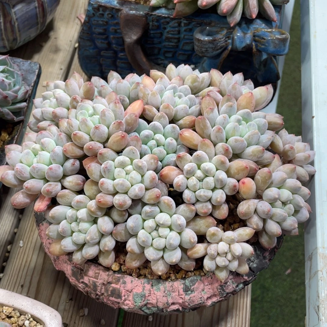 豆总多肉圆叶老桩