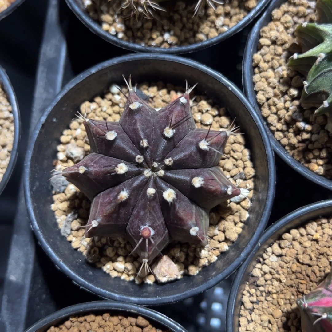 实生紫牡丹带盆土发货