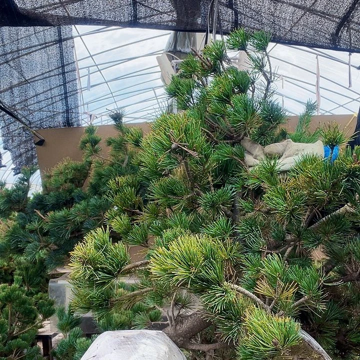 陈***光五针松一物一拍链接